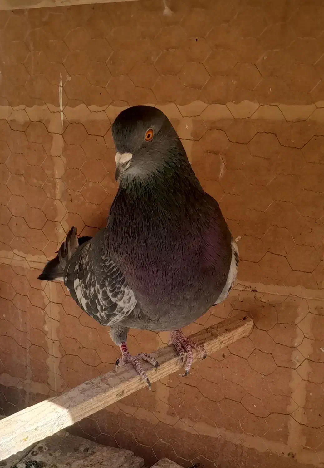 کبوتر|پرنده|نائین, |دیوار