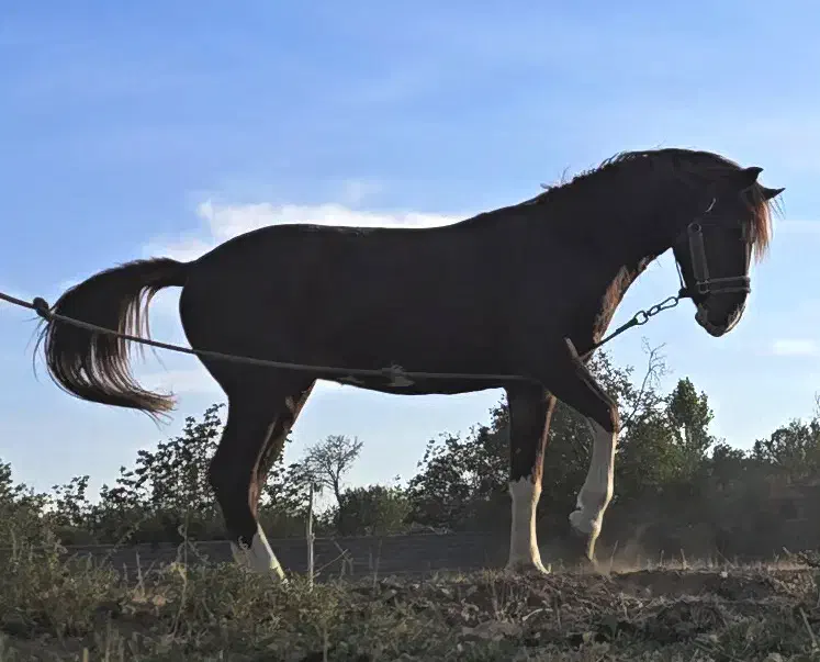 اسب نژاد کرد.|اسب و تجهیزات اسب‌سواری|خلجستان, |دیوار