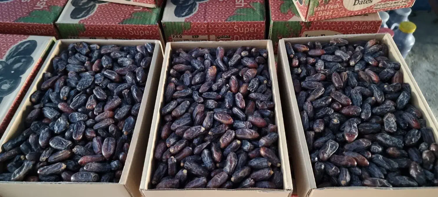 خرمای ربی|خوردنی و آشامیدنی|سراوان, |دیوار