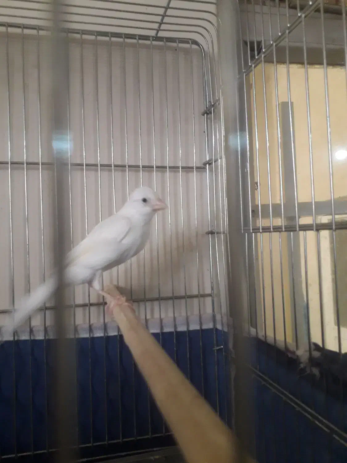 قناری نر سفید جوان سه دانگ|پرنده|کرمانشاه, |دیوار