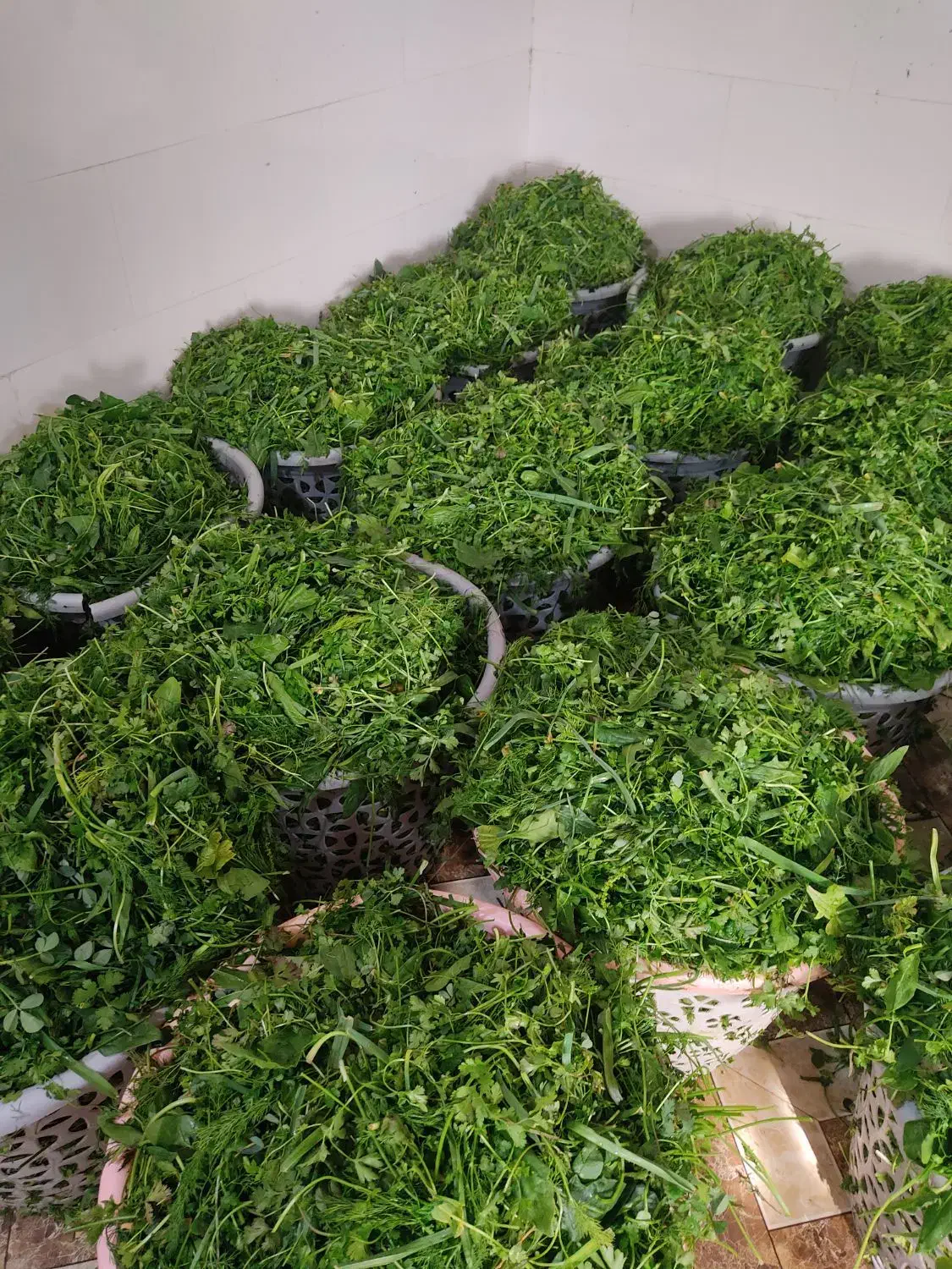 سبزی آماده جلالی|خوردنی و آشامیدنی|ایرانشهر, |دیوار