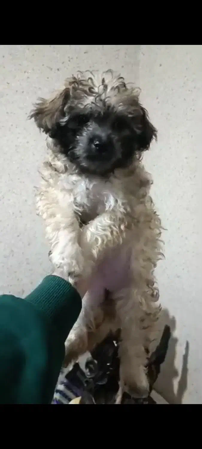 پودل و رفیقاش 2ماهه|سگ|هشتگرد, فاز ۲ مهستان|دیوار