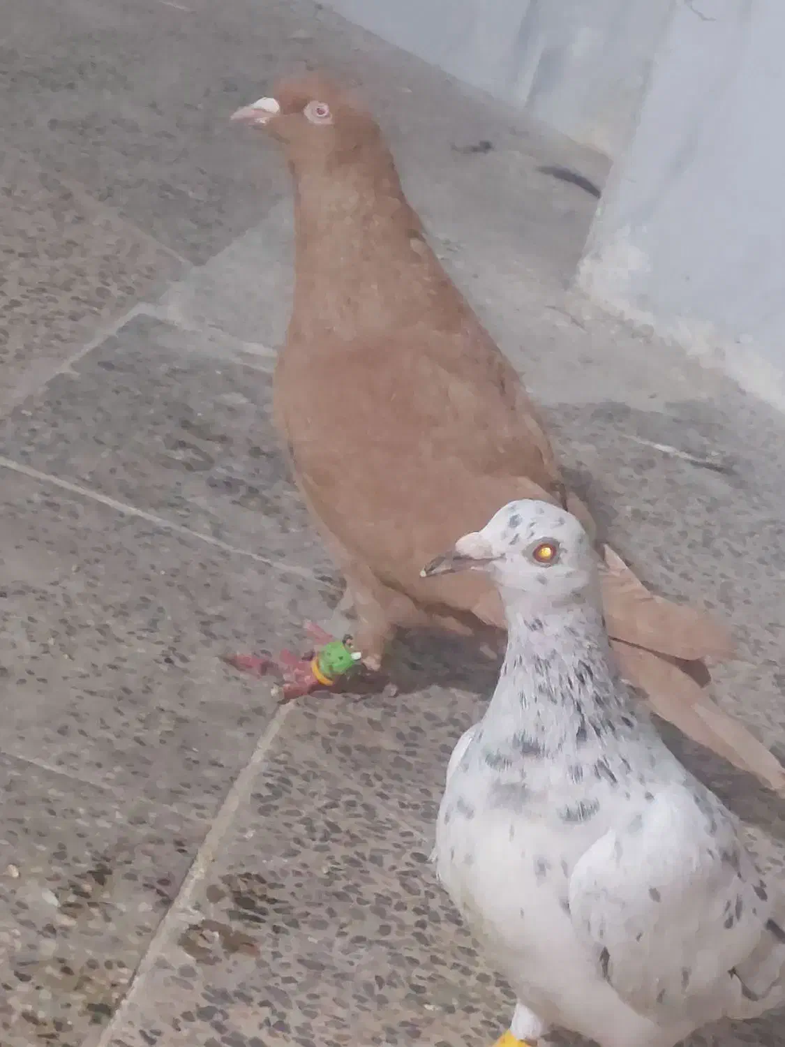 زرد ماده|پرنده|قزوین, |دیوار