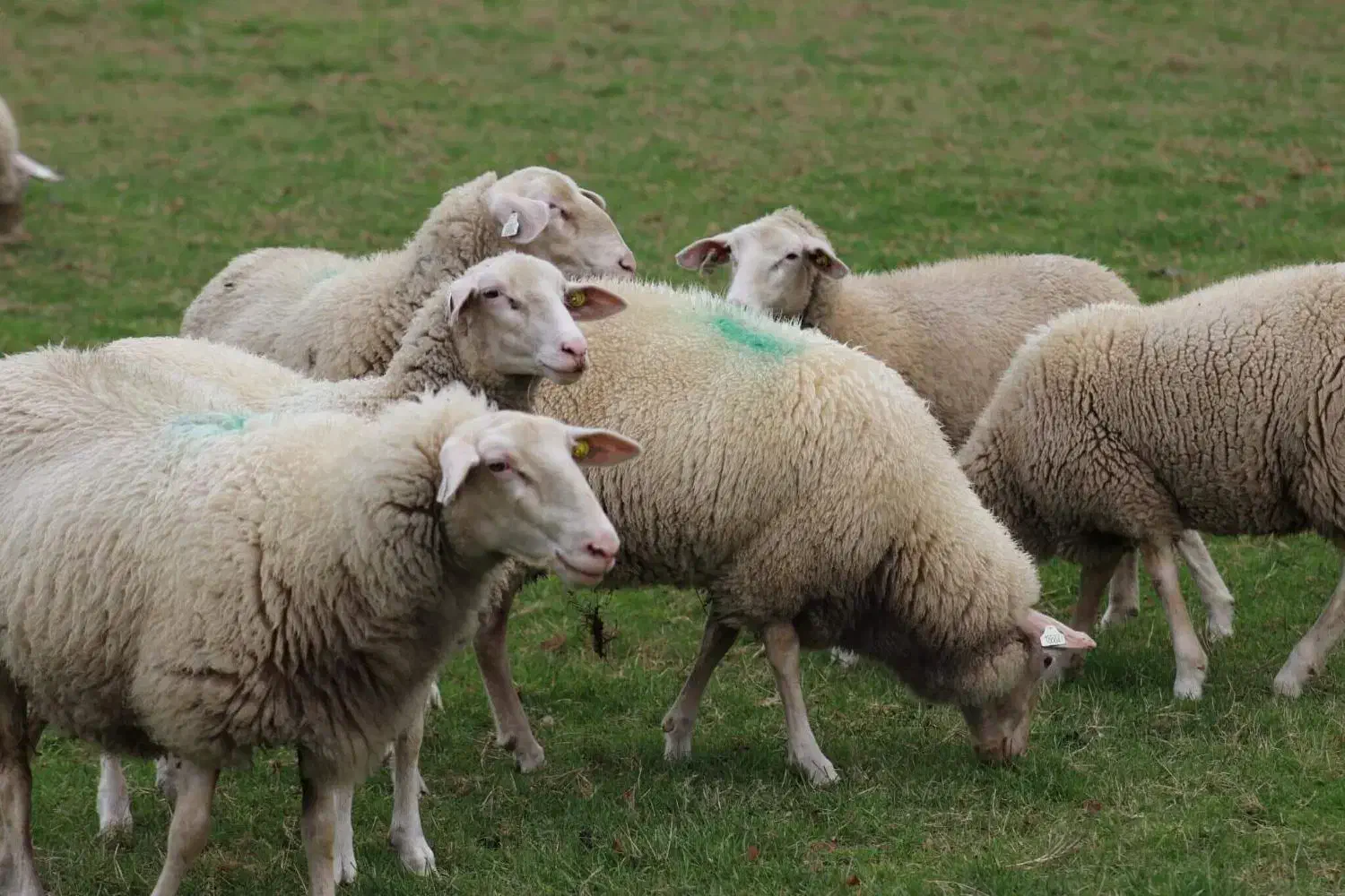 نر و بره زنده سنگسر افشار و مغان|حیوانات مزرعه|تهران, پاسداران|دیوار