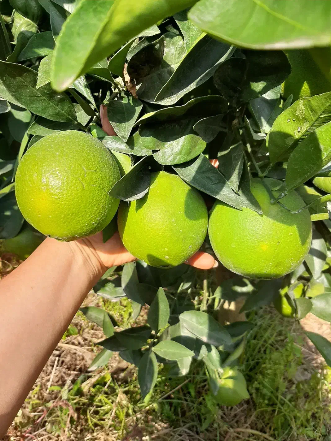 فروش پرتعال کاراکارا انشو وپیج|خوردنی و آشامیدنی|پایین هولار, |دیوار