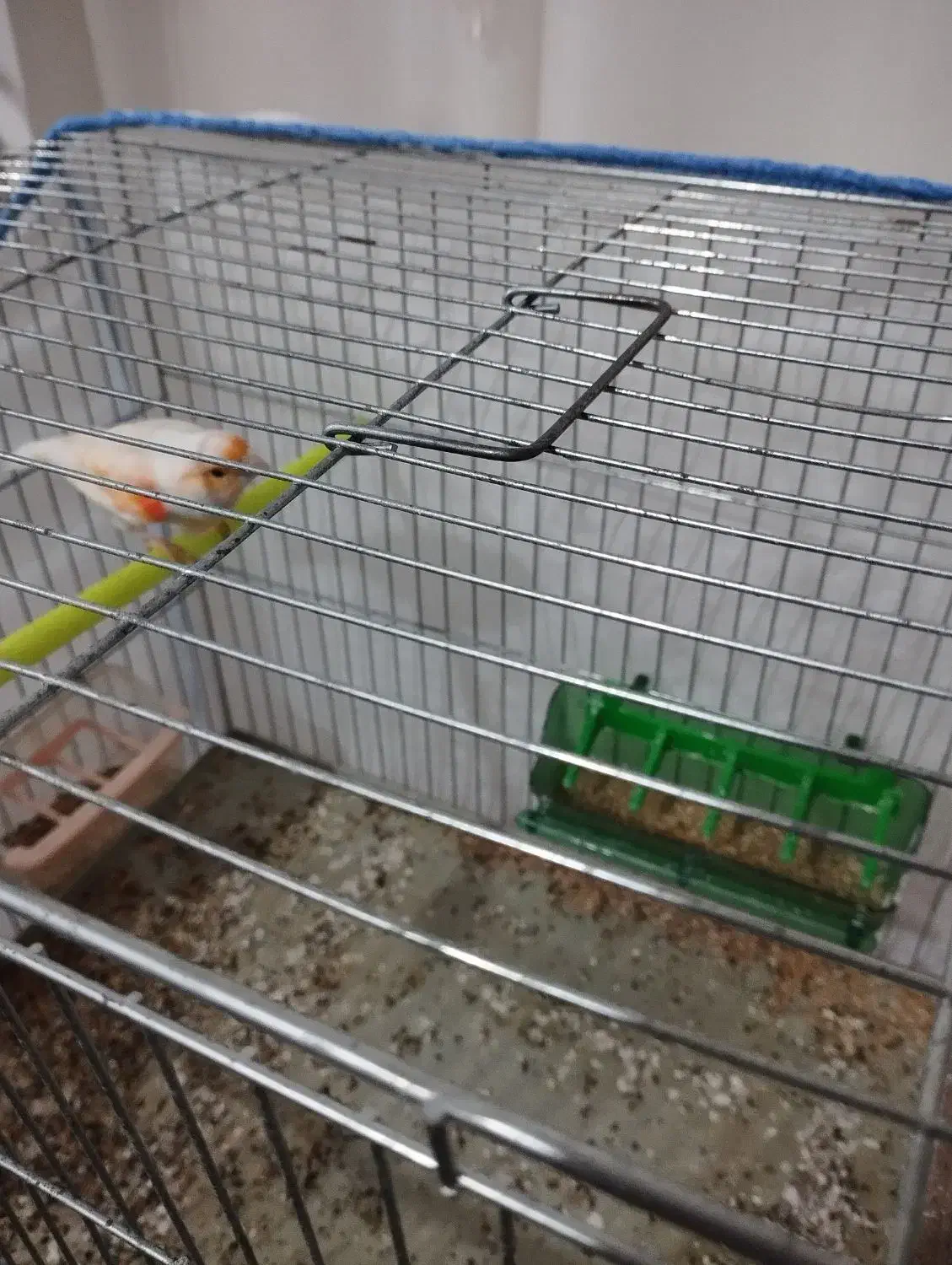 قناری مزایکی|پرنده|اردبیل, |دیوار