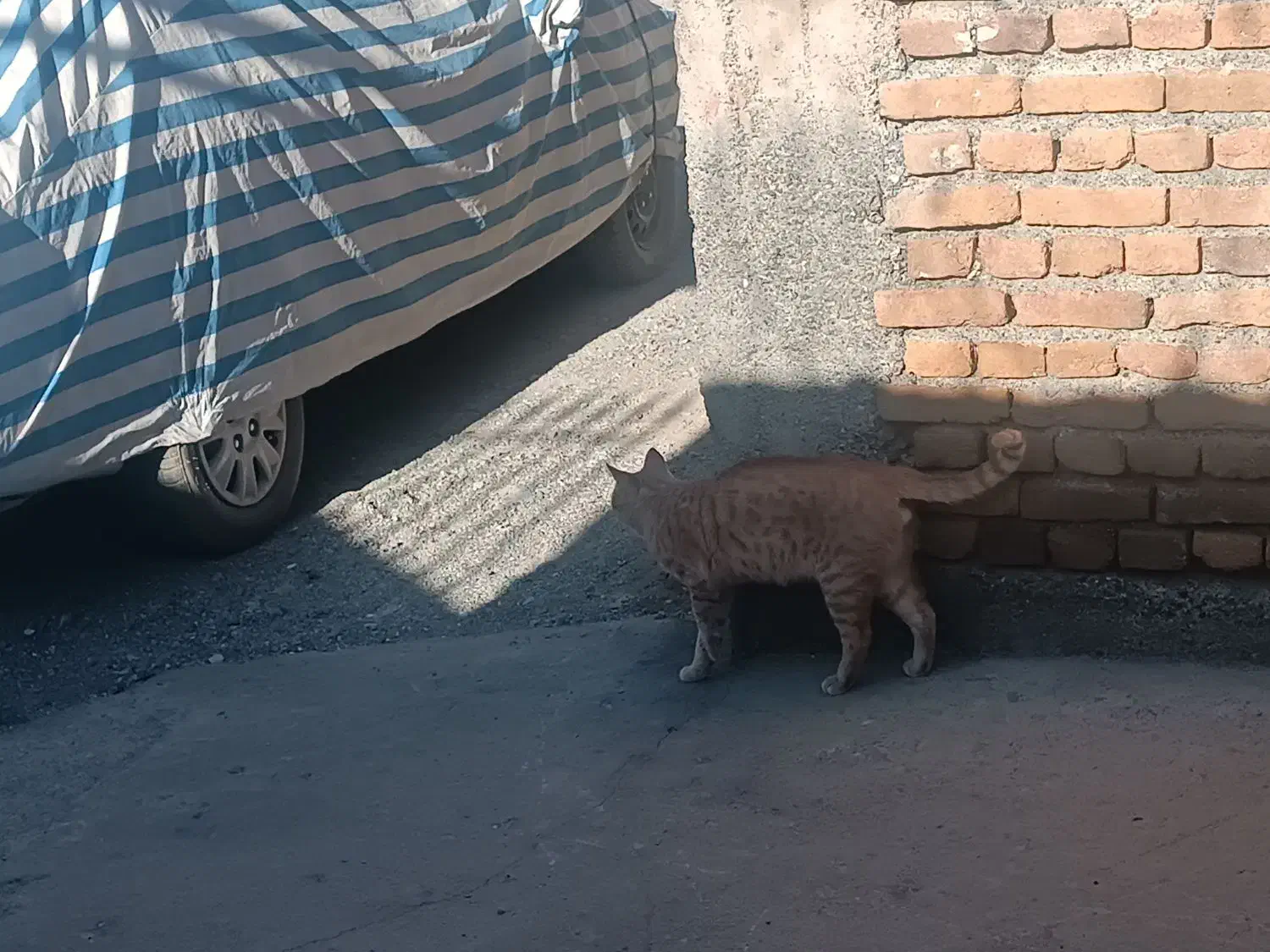 فروش گربه (بچه پلنگ)|گربه|شاهین دژ, |دیوار