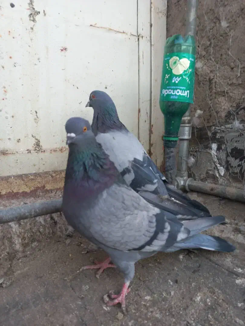 نروماده سبزکاشونی،حسابی بشرط|پرنده|برخوار, |دیوار