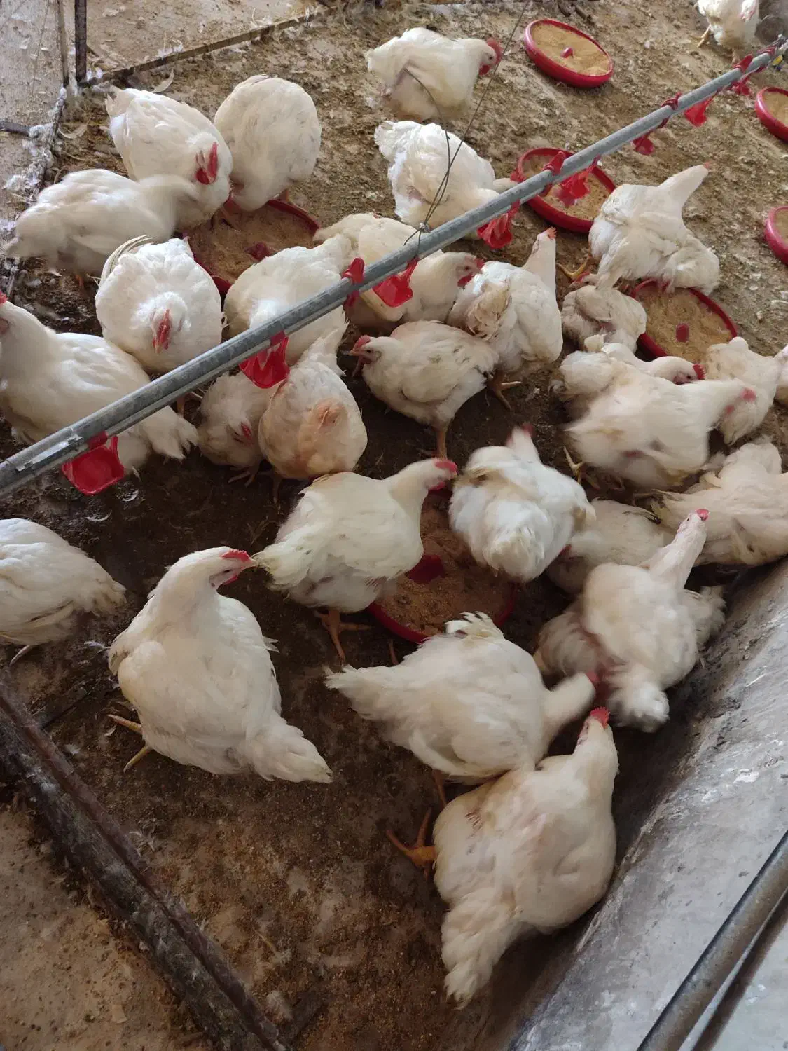 مرغ  گوشتی|حیوانات مزرعه|سبزوار, قصبه شرقی|دیوار