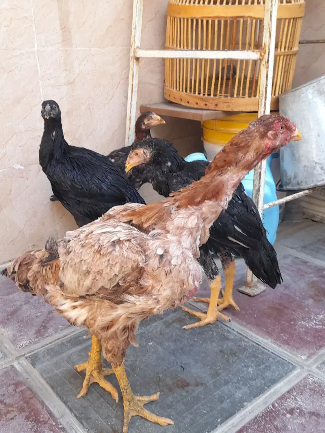 فروش‌جوجه‌مرغ وخروس‌اوشامو ومرغ‌افغان|حیوانات مزرعه|کامیاران, |دیوار