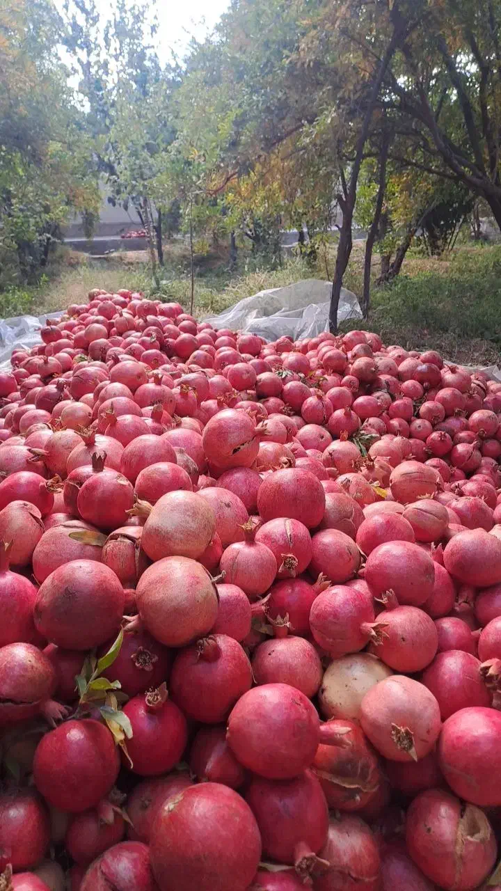 انار و اب انار رامشه|خوردنی و آشامیدنی|رامشه, |دیوار