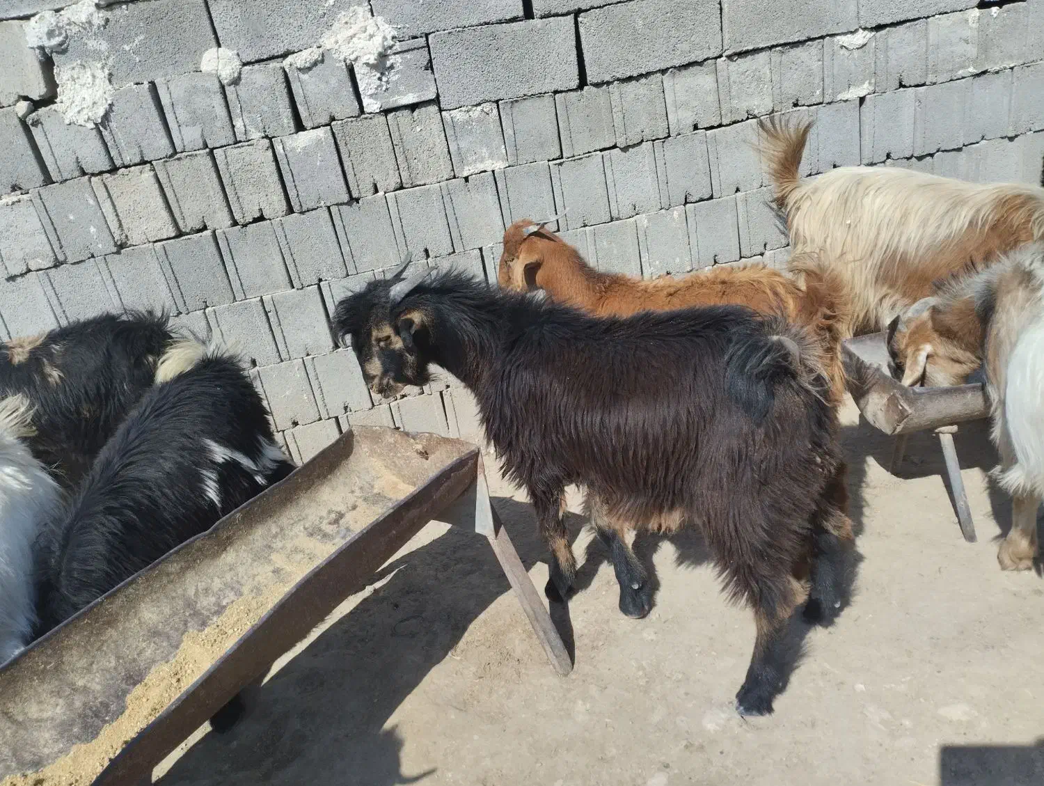 کهره فروشی|حیوانات مزرعه|دهدشت, |دیوار