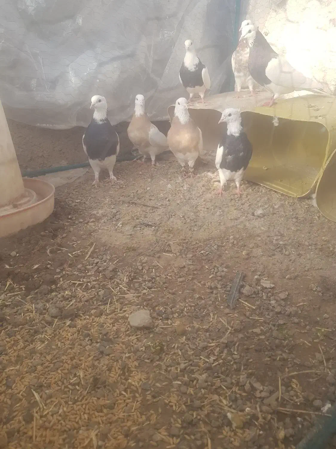 کفتر|پرنده|سیرجان, |دیوار