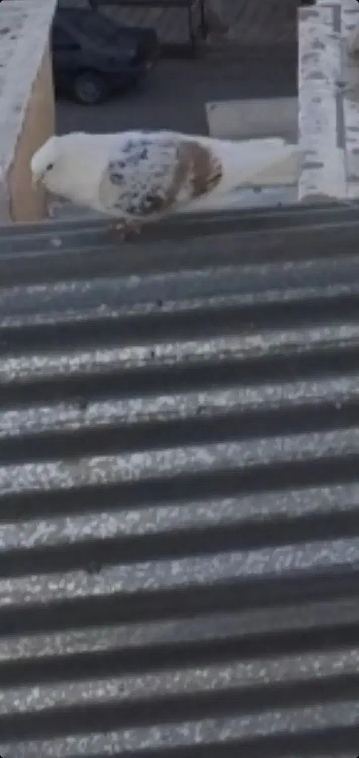 نر پلنگ گم شده|پرنده|بروجرد, |دیوار