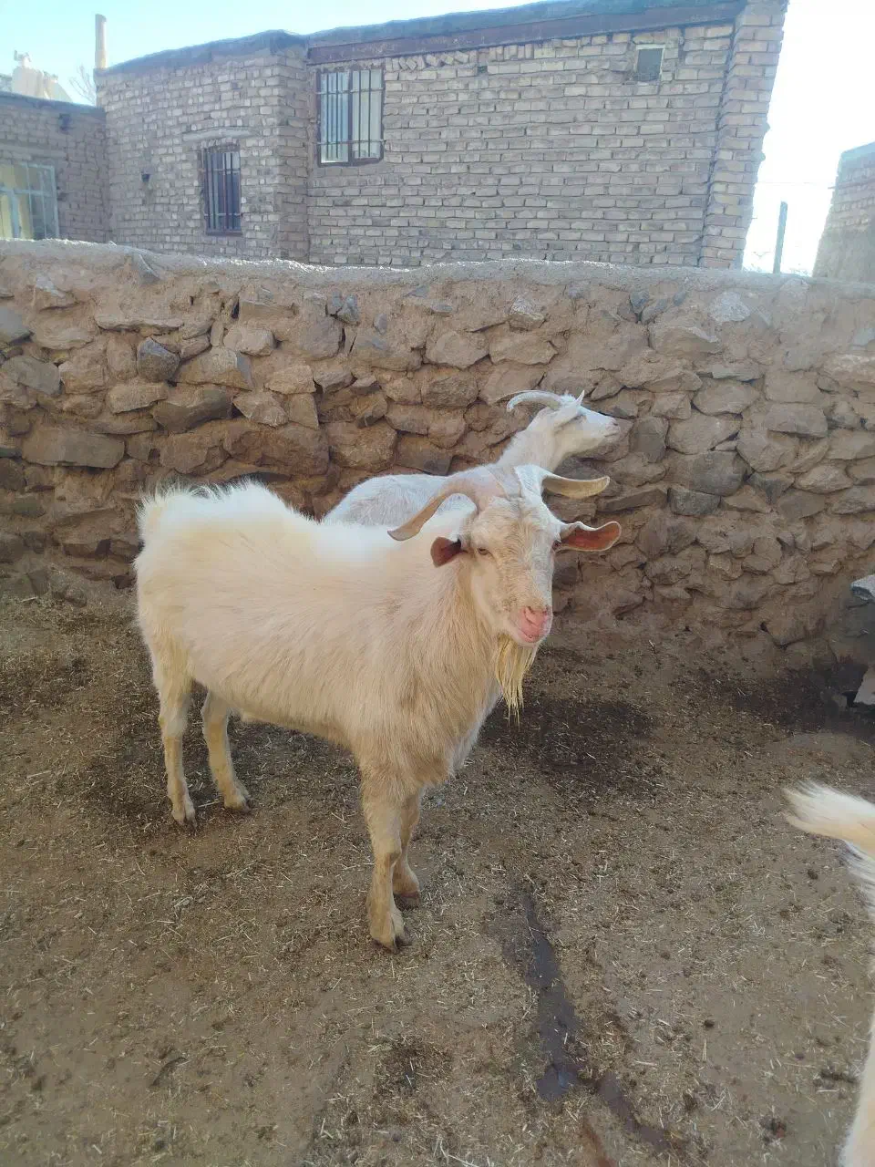 تکه سانن|حیوانات مزرعه|طاغنکوه, |دیوار