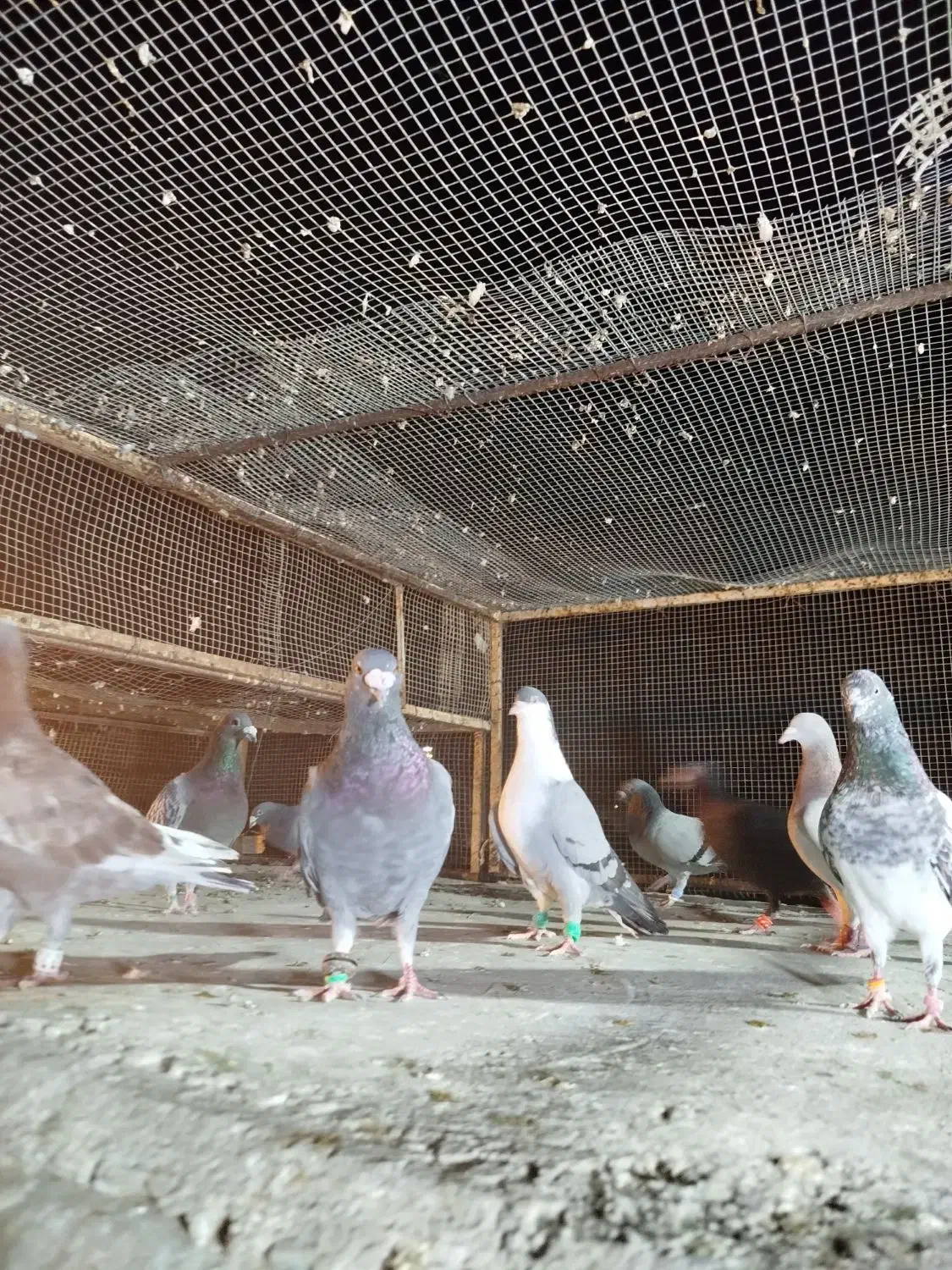 20 طوق جفتی650|پرنده|چابهار, |دیوار