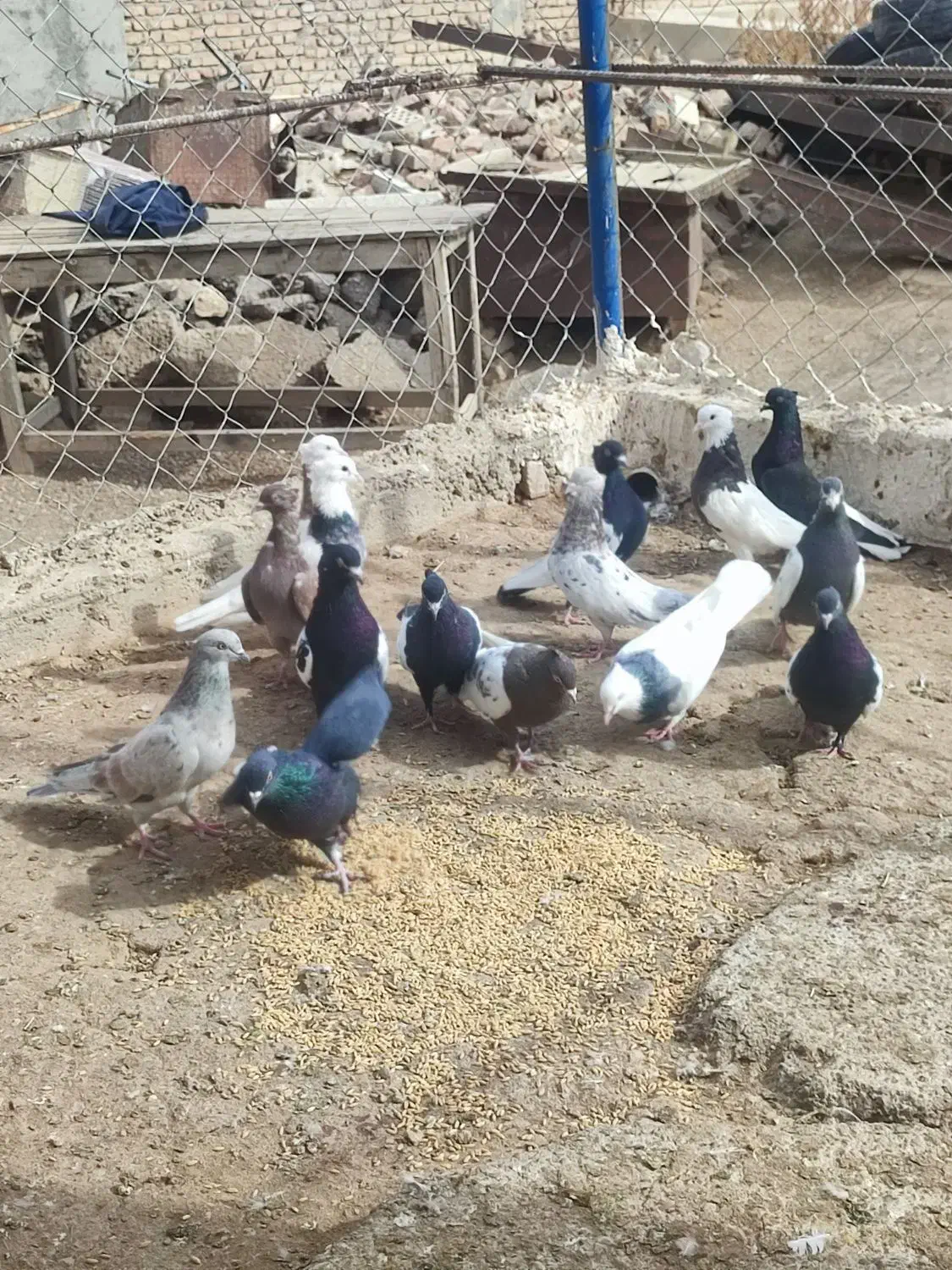 فروش کبوتر تهرانی|پرنده|تیکمه داش, |دیوار