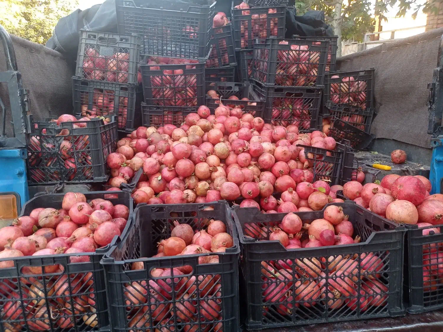 انار و آب انار سیوو|حراج|آبدانان, |دیوار