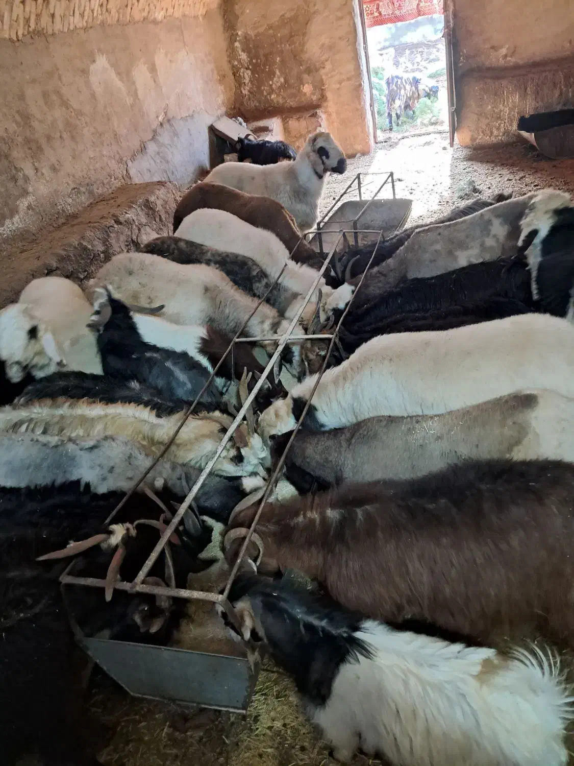 بره نر|حیوانات مزرعه|تفت, |دیوار