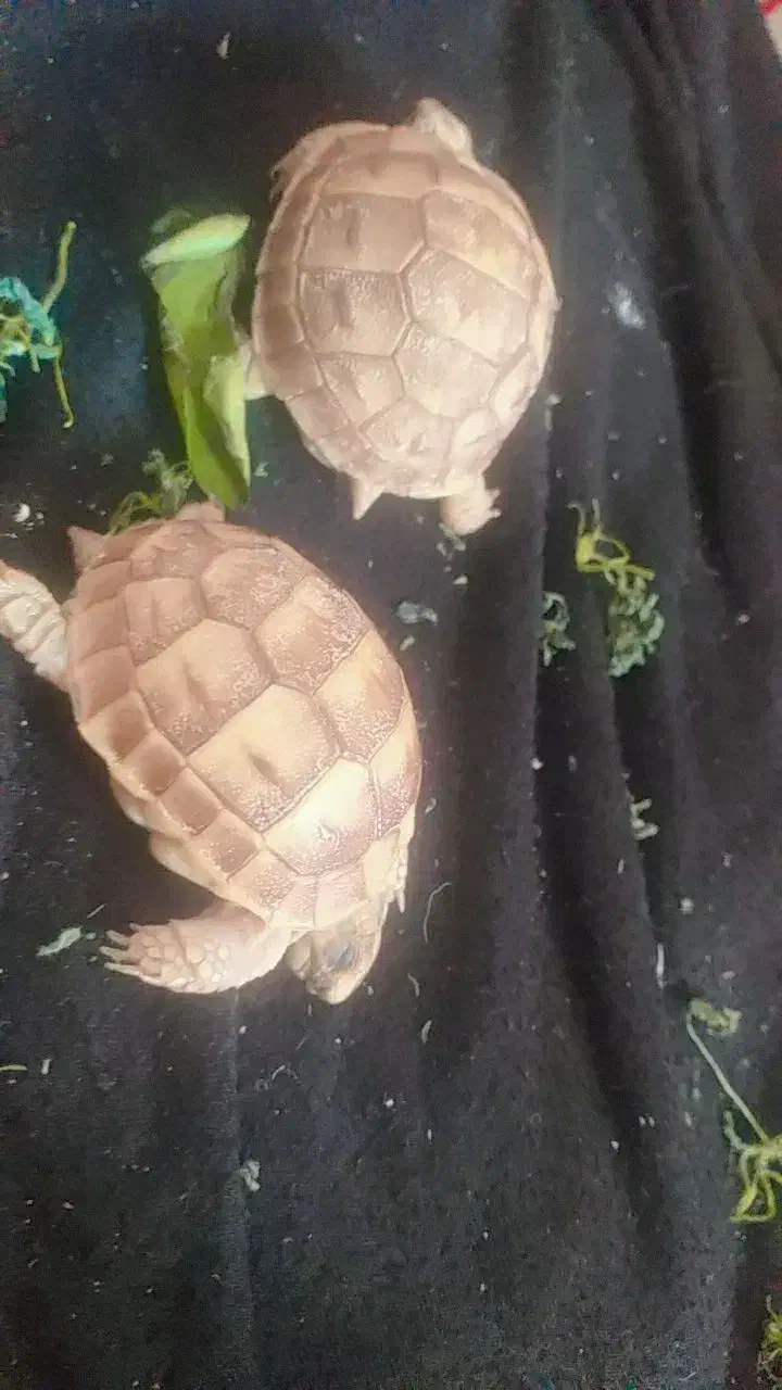 مجسمه فروشی حراجی|مجسمه، تندیس، ماکت|زابل, |دیوار