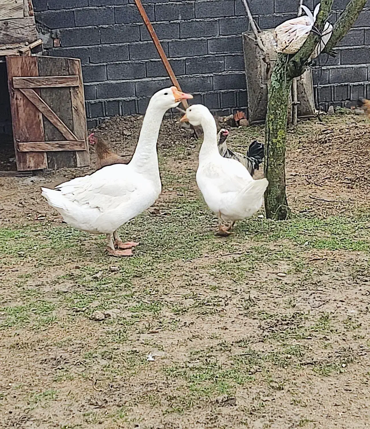 یک جفت غاز خالماگوری 5 ماهه|حیوانات مزرعه|ساری, |دیوار