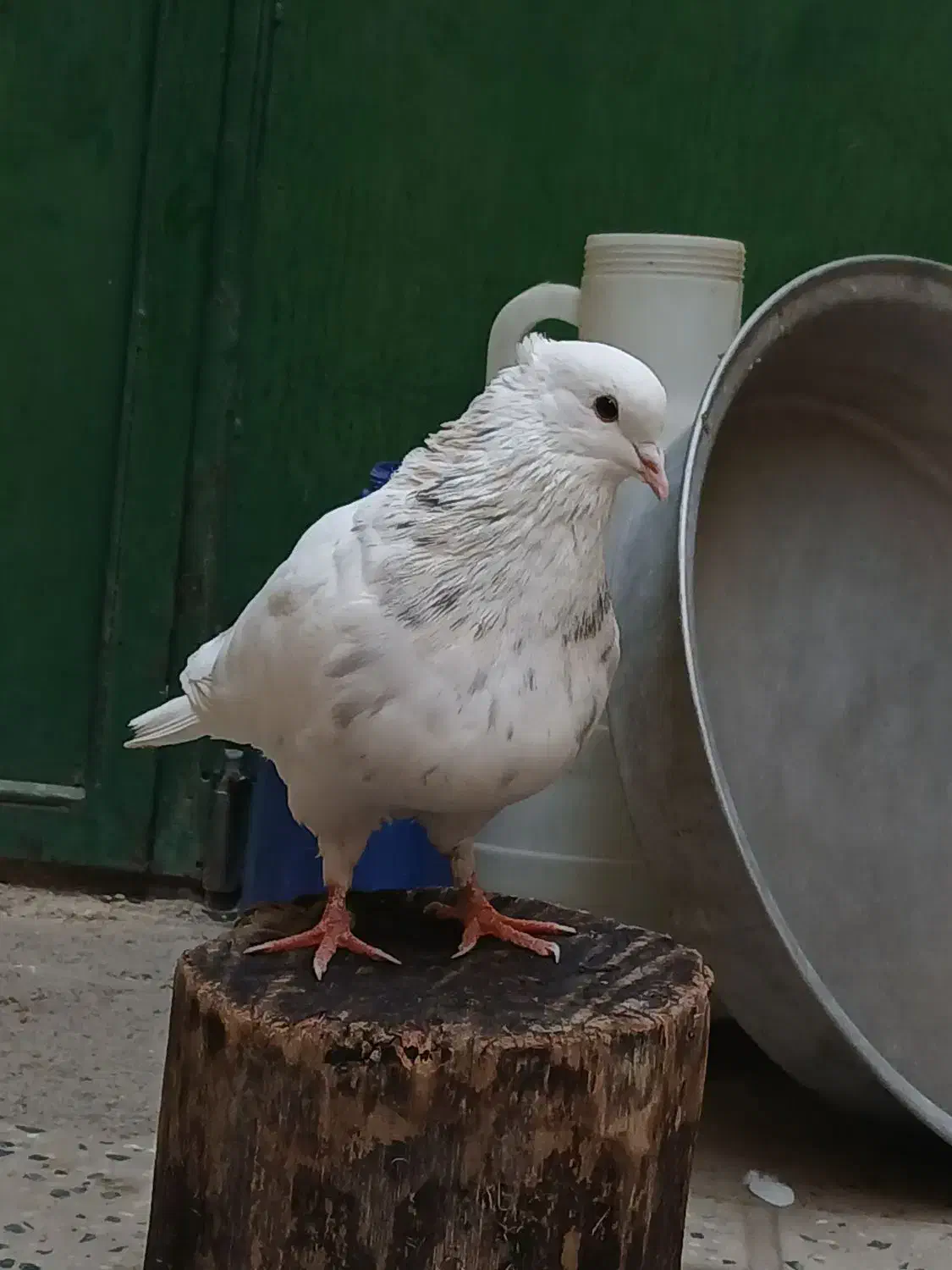 کبوتر طوق|پرنده|مریوان, |دیوار