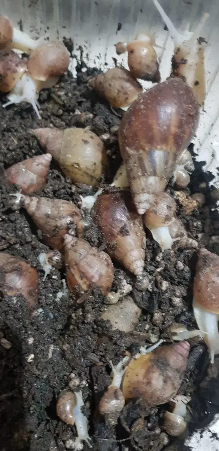 حلزون آچاتینا البینو افریقایی|خزنده|کرج, ساسانی (قلمستان)|دیوار