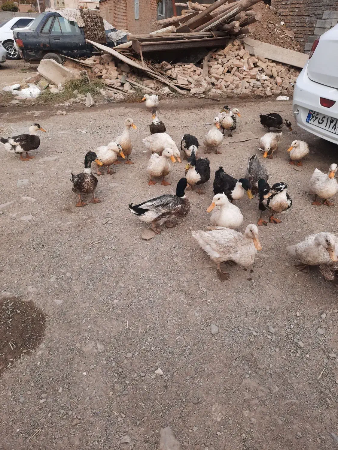 اردک درشت|حیوانات مزرعه|آبسرد, |دیوار