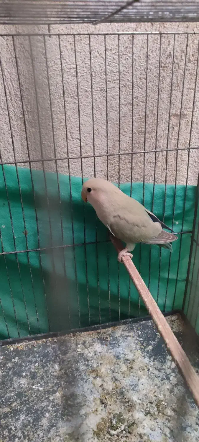 پرنده طوطی برزیلی و فنچ|پرنده|زرندیه, |دیوار