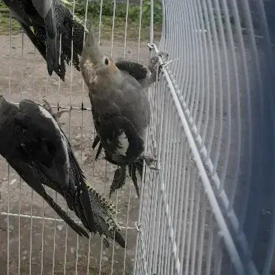 عروس هلندی|پرنده|لاهیجان, لیالستان|دیوار