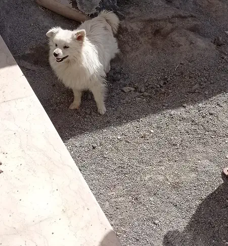 سگ پامرین|سگ|مبارکه, |دیوار