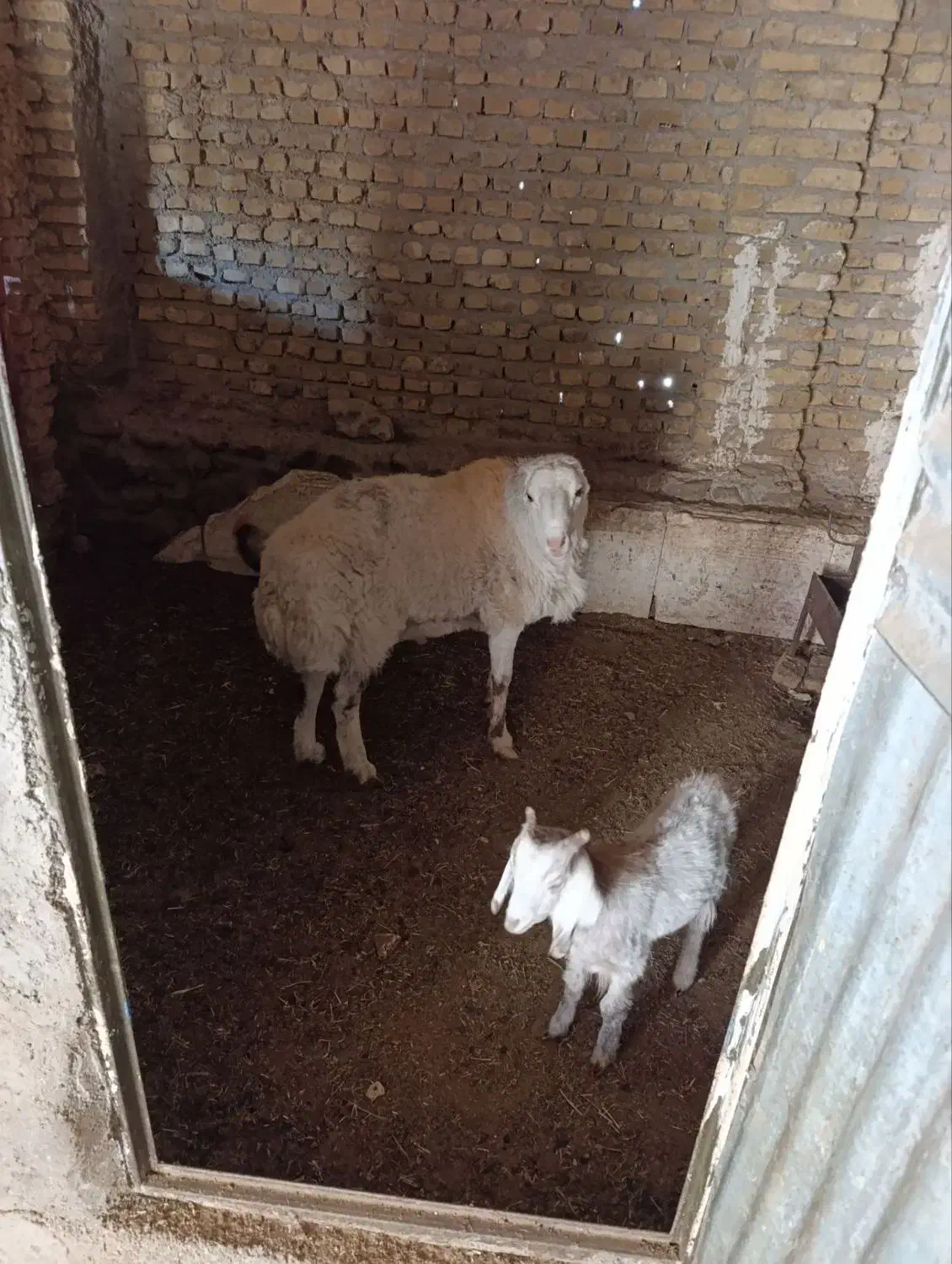 بره قوچ|حیوانات مزرعه|کدکن, |دیوار