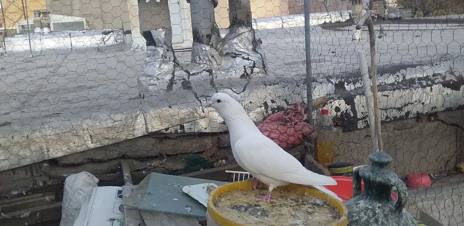 طوقی|پرنده|اردبیل, |دیوار