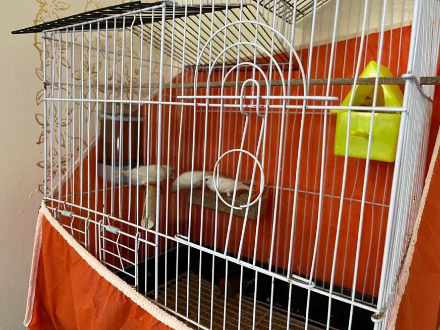 پرنده فنج|پرنده|سیرجان, |دیوار