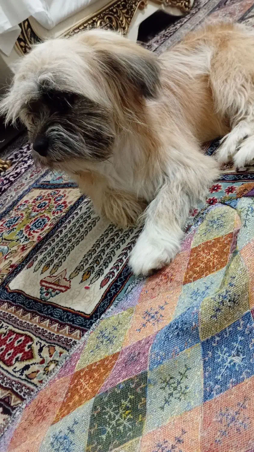 سگ پاکوتاه|سگ|مشهد, الهیه|دیوار