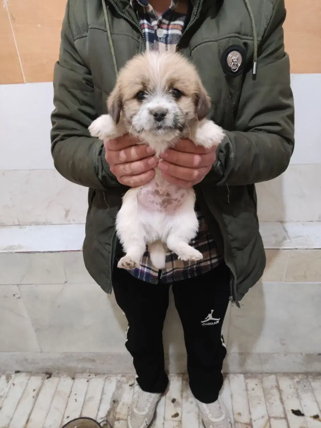 سگ شیتزو|سگ|سیرجان, |دیوار