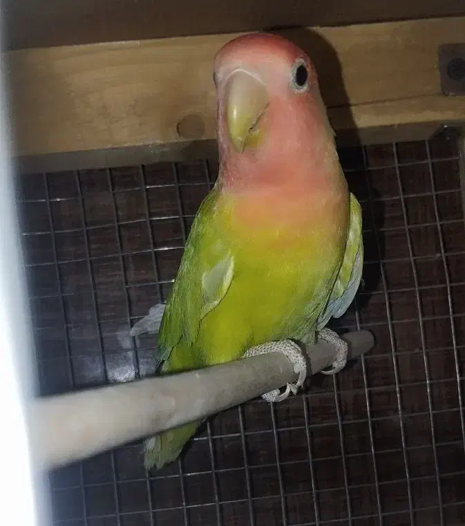 کوتوله ماده رزیکو|پرنده|سراوان, |دیوار