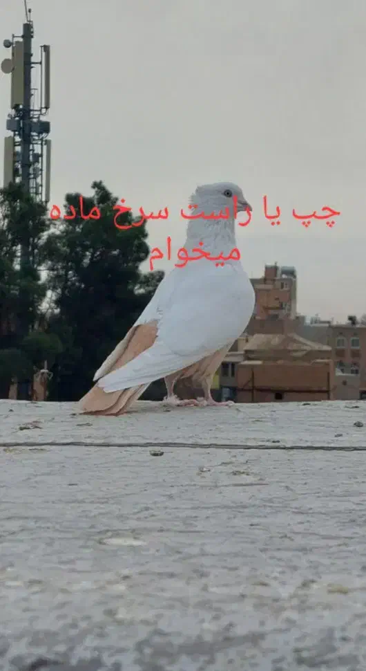 چپ یا راست سرخ ماده|پرنده|سبزوار, امیر کبیر|دیوار