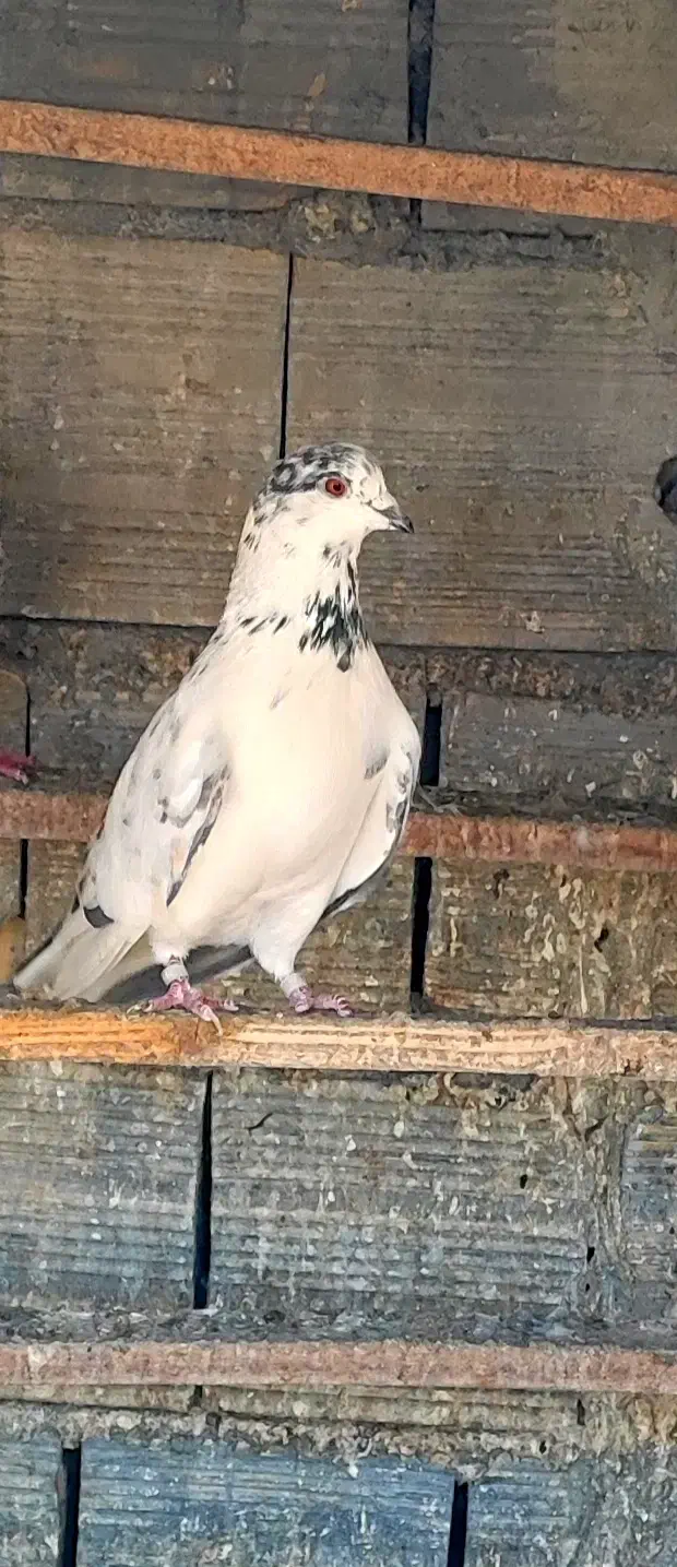 کبوتر ناب|حیوانات|اسلام‌شهر, مطهری|دیوار