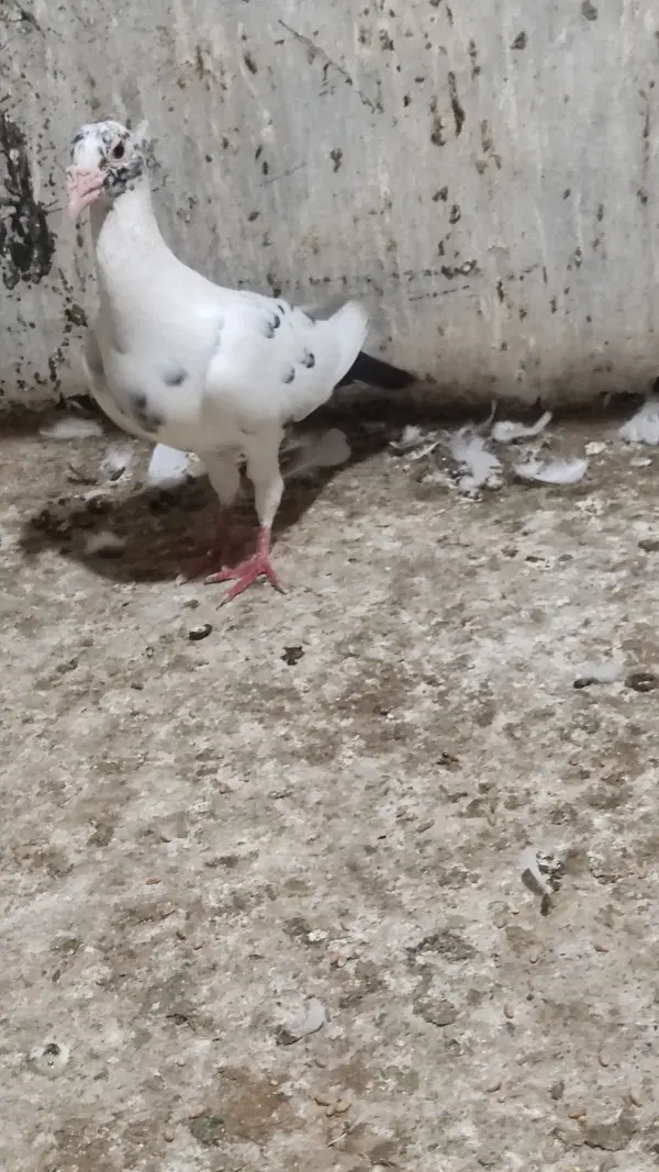 دورگ|پرنده|گرگان, |دیوار