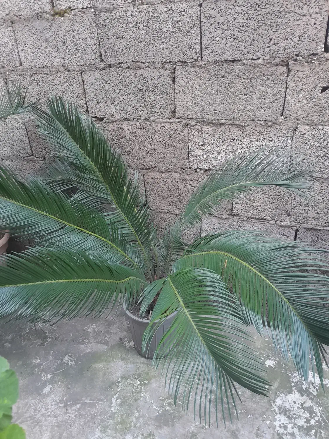 گل سیکاس|گل و گیاه طبیعی|رشت, سیا اسطلخ|دیوار