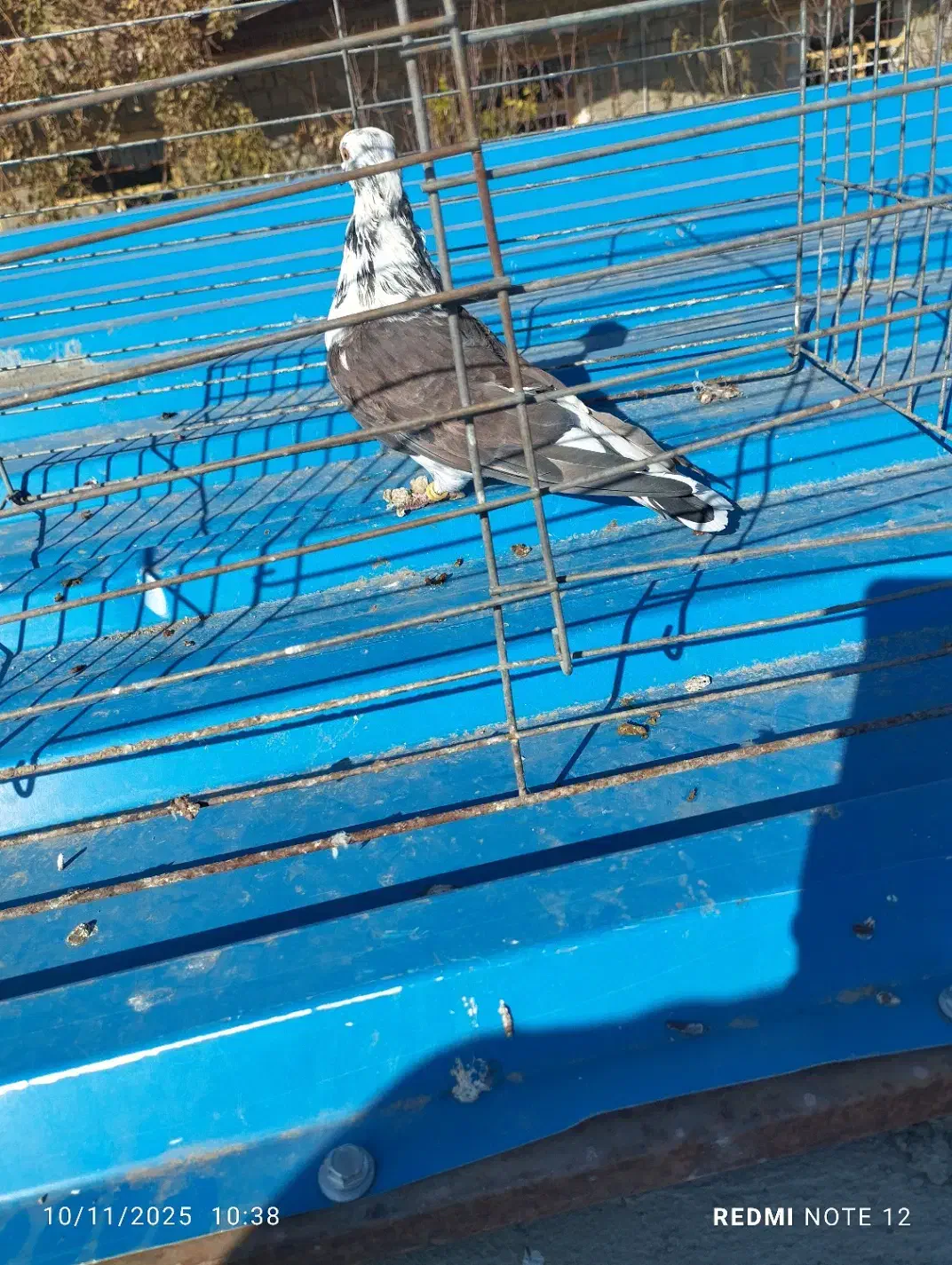 کبوتر فروشی|پرنده|نقده, |دیوار