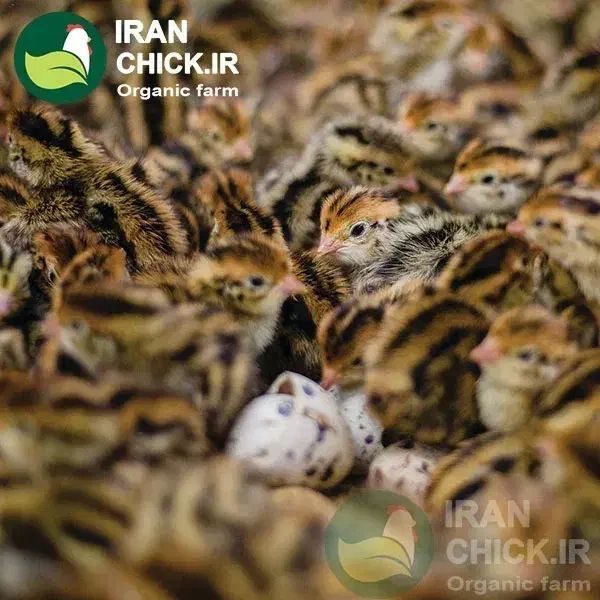 جوجه بلدرچین 3 روزه|حیوانات مزرعه|هامون, |دیوار