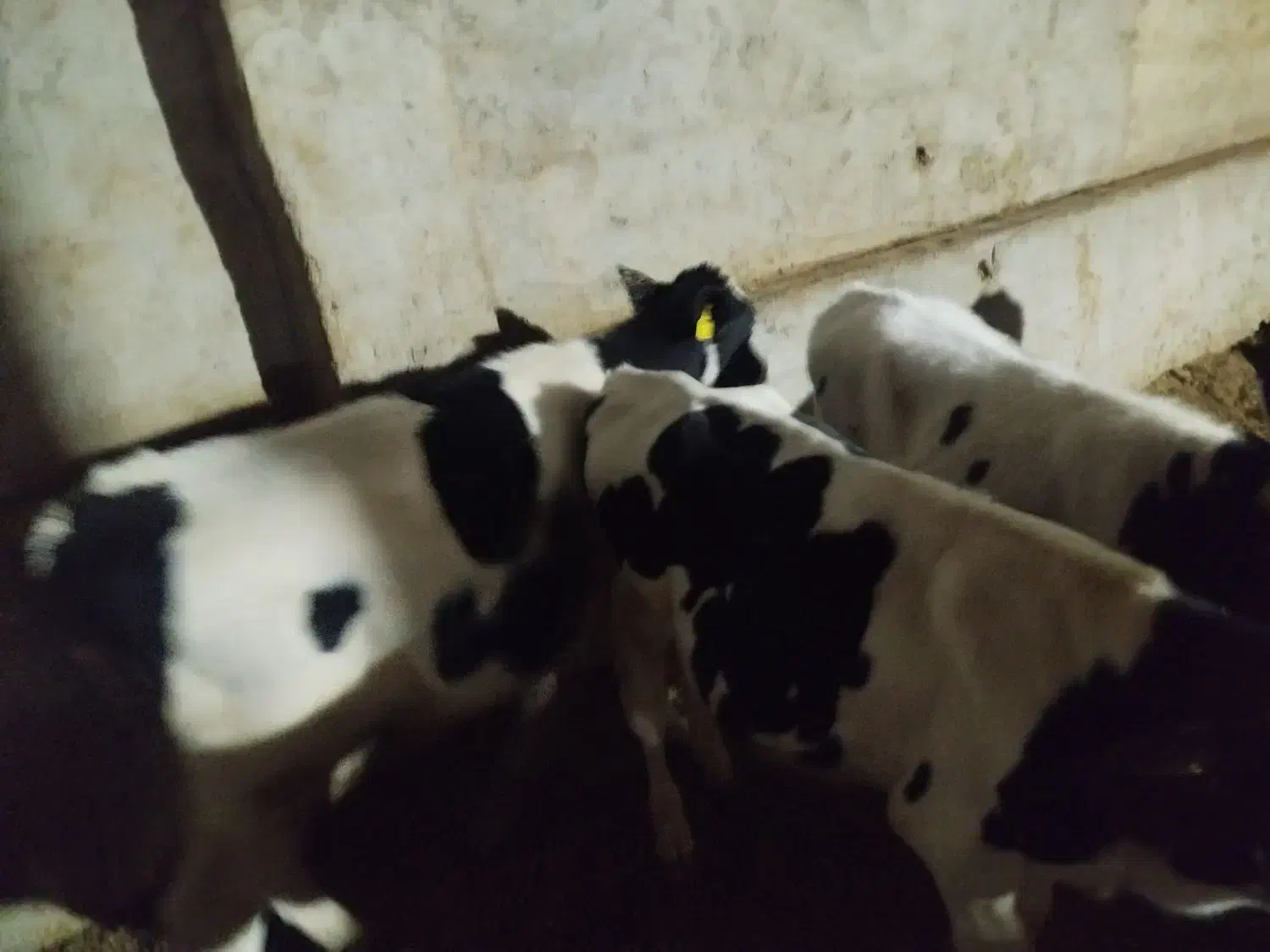 فروش گوساله|حیوانات مزرعه|شیراز, شهرک صنعتی شیراز|دیوار