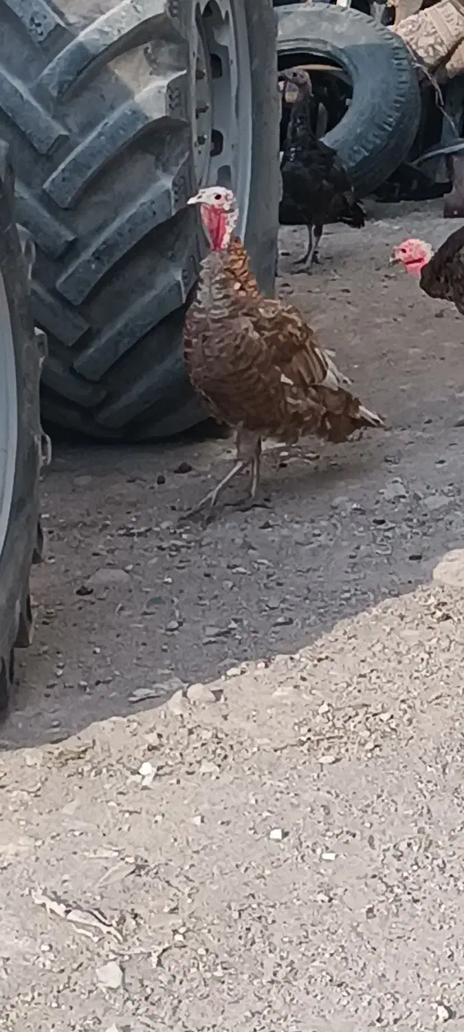 بوقلمون|حیوانات مزرعه|دلبران, |دیوار