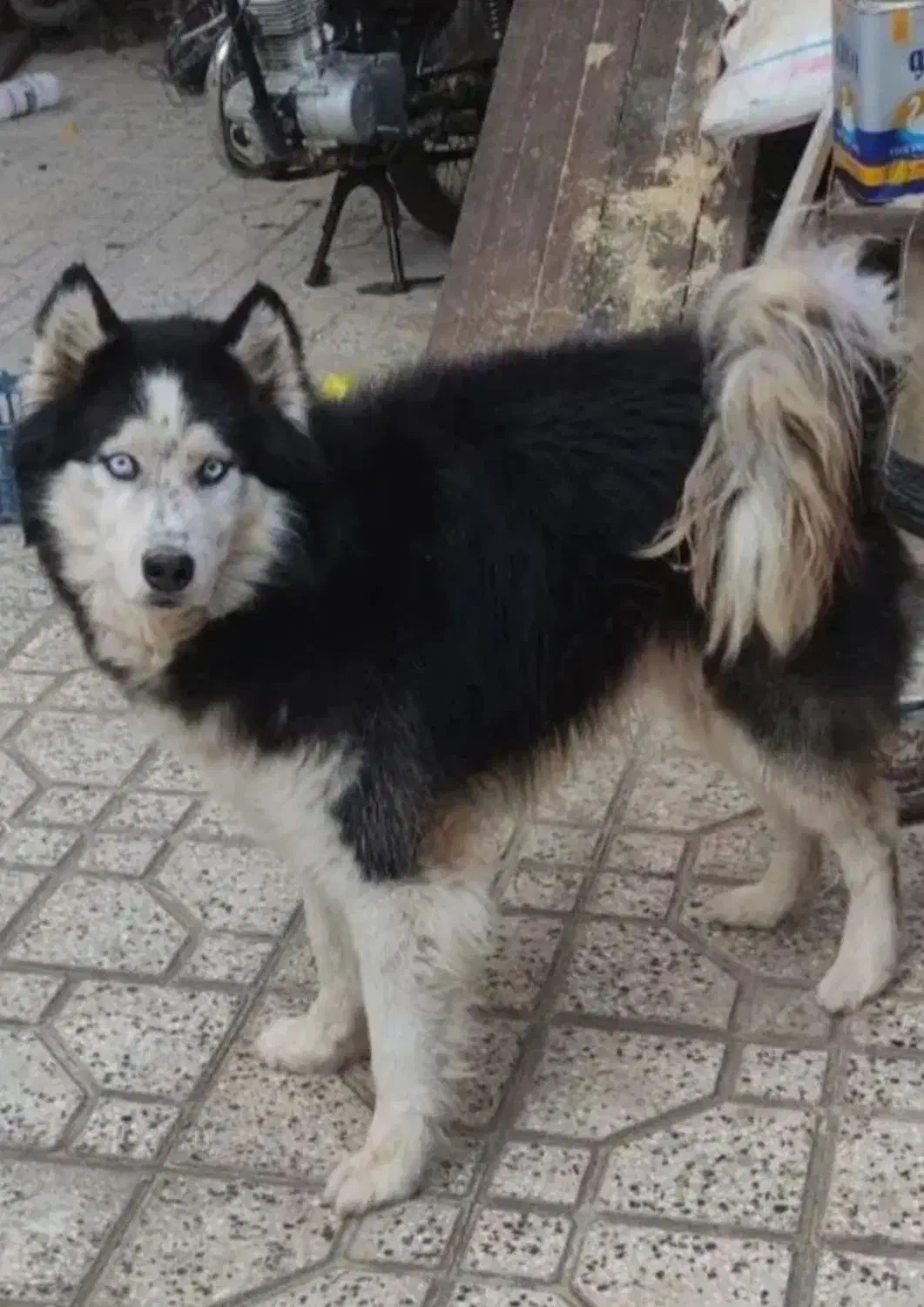 سگ هاسکی|سگ|فاضل آباد, |دیوار