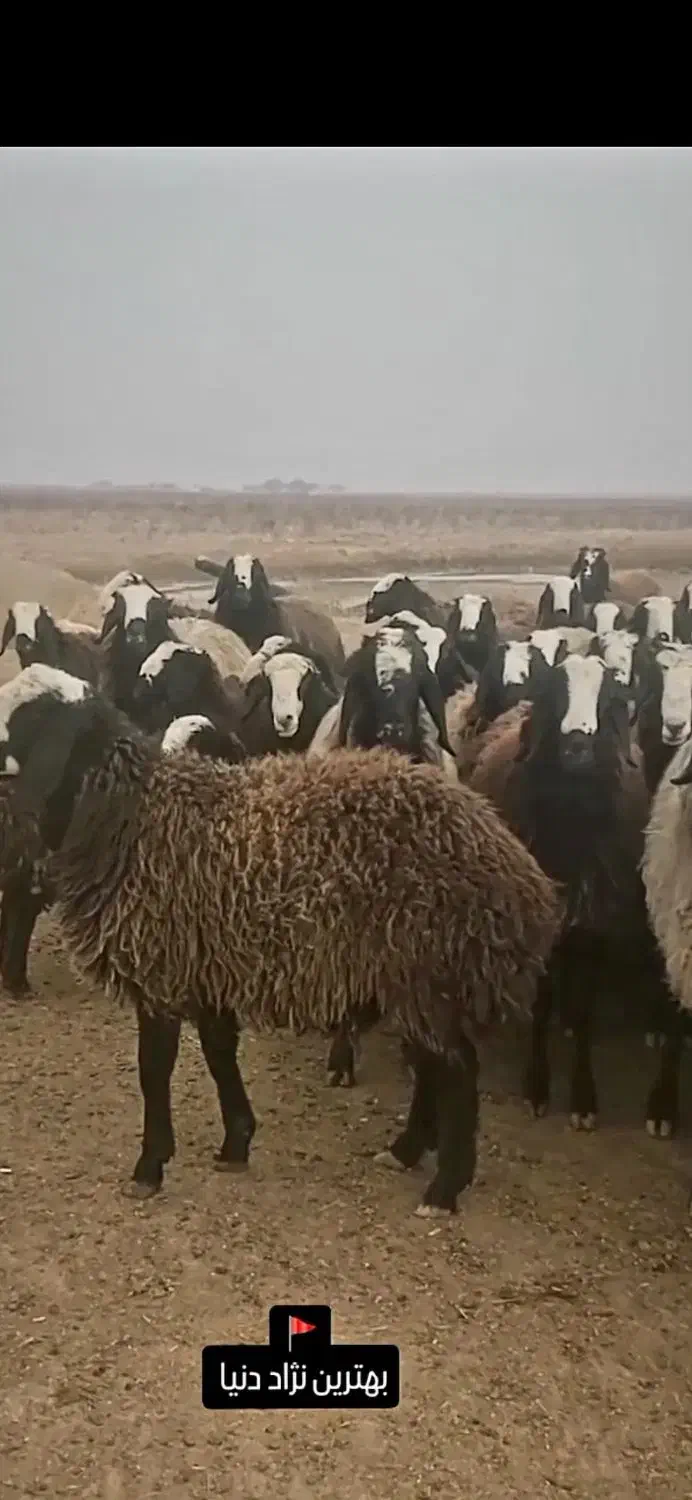 گوسفند اصیل شال|حیوانات مزرعه|اصفهان, دانشگاه اصفهان|دیوار