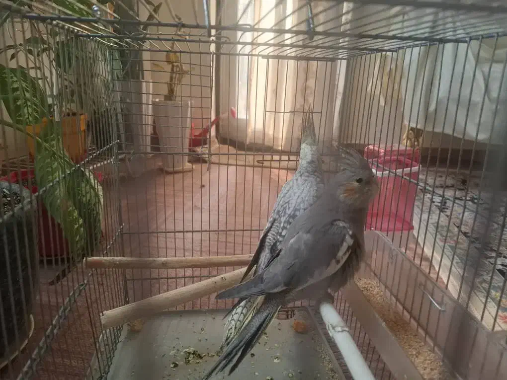 عروس هلندی|پرنده|تهران, شهرک زینبیه|دیوار