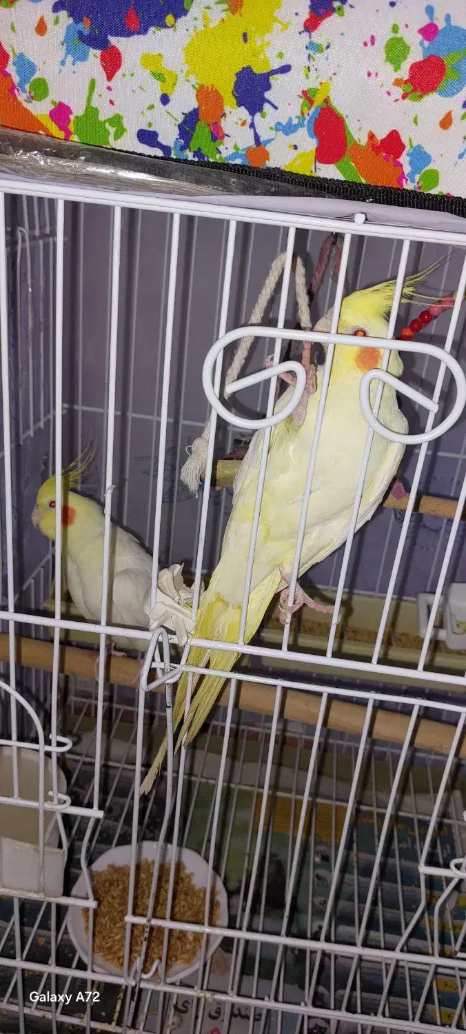 دو عدد عروس هلندی سخنگو|پرنده|تهران, سازمان آب|دیوار