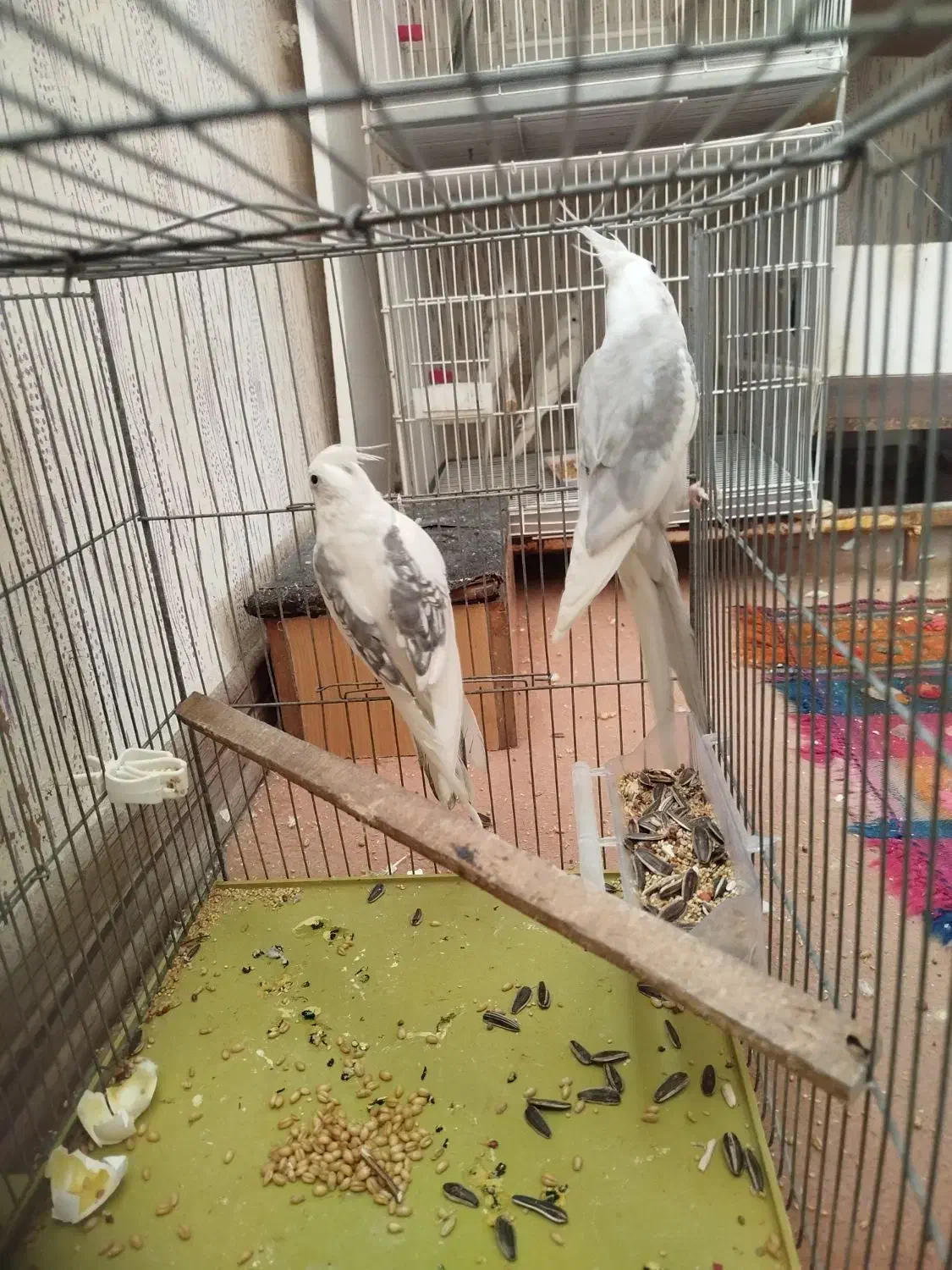 عروس هلندی|پرنده|صدرا-فارس, فاز ۱|دیوار